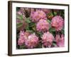Rhododendron Garden, Portland, Oregon, USA-Adam Jones-Framed Photographic Print