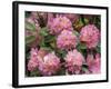 Rhododendron Garden, Portland, Oregon, USA-Adam Jones-Framed Photographic Print