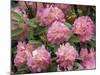 Rhododendron Garden, Portland, Oregon, USA-Adam Jones-Mounted Photographic Print