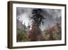 Rhododendron in bloom in the forests of Paro Valley, Bhutan-Art Wolfe-Framed Photographic Print