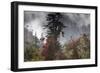 Rhododendron in bloom in the forests of Paro Valley, Bhutan-Art Wolfe-Framed Photographic Print