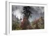 Rhododendron in bloom in the forests of Paro Valley, Bhutan-Art Wolfe-Framed Photographic Print