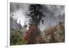 Rhododendron in bloom in the forests of Paro Valley, Bhutan-Art Wolfe-Framed Photographic Print