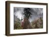 Rhododendron in bloom in the forests of Paro Valley, Bhutan-Art Wolfe-Framed Photographic Print