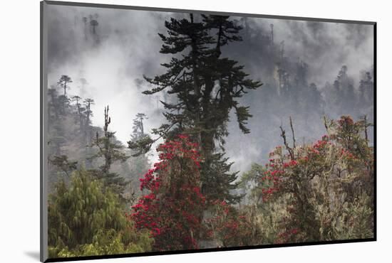 Rhododendron in bloom in the forests of Paro Valley, Bhutan-Art Wolfe-Mounted Photographic Print