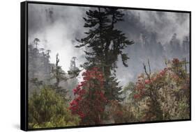 Rhododendron in bloom in the forests of Paro Valley, Bhutan-Art Wolfe-Framed Stretched Canvas