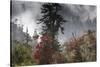 Rhododendron in bloom in the forests of Paro Valley, Bhutan-Art Wolfe-Stretched Canvas