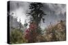 Rhododendron in bloom in the forests of Paro Valley, Bhutan-Art Wolfe-Stretched Canvas