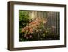 Rhododendron, Portland Japanese Garden.-Michel Hersen-Framed Photographic Print