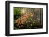 Rhododendron, Portland Japanese Garden.-Michel Hersen-Framed Photographic Print