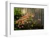 Rhododendron, Portland Japanese Garden.-Michel Hersen-Framed Photographic Print