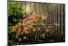 Rhododendron, Portland Japanese Garden.-Michel Hersen-Mounted Photographic Print