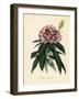 Rhododendron, Rhododendron Javanicum-French School-Framed Giclee Print