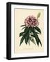 Rhododendron, Rhododendron Javanicum-French School-Framed Giclee Print