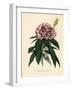 Rhododendron, Rhododendron Javanicum-French School-Framed Giclee Print