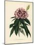 Rhododendron, Rhododendron Javanicum-French School-Mounted Giclee Print