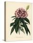 Rhododendron, Rhododendron Javanicum-French School-Stretched Canvas