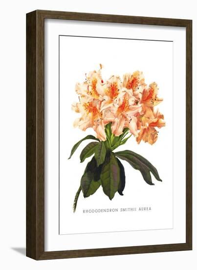 Rhododendron Smithii Aurea-H.g. Moon-Framed Art Print