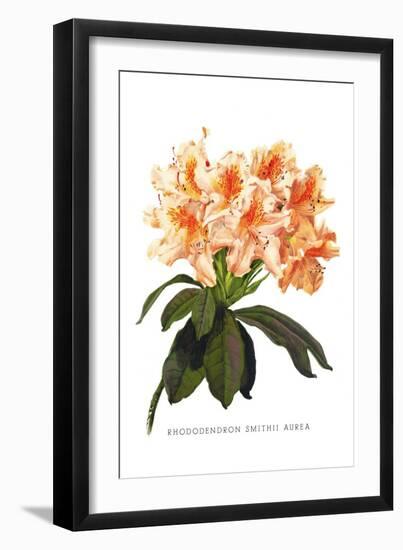 Rhododendron Smithii Aurea-H.g. Moon-Framed Art Print