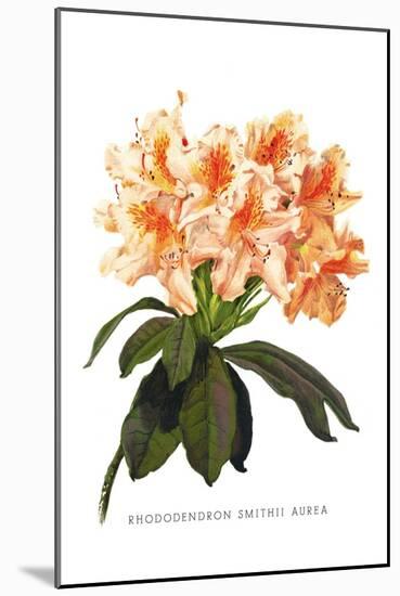 Rhododendron Smithii Aurea-H.g. Moon-Mounted Art Print