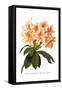 Rhododendron Smithii Aurea-H.g. Moon-Framed Stretched Canvas