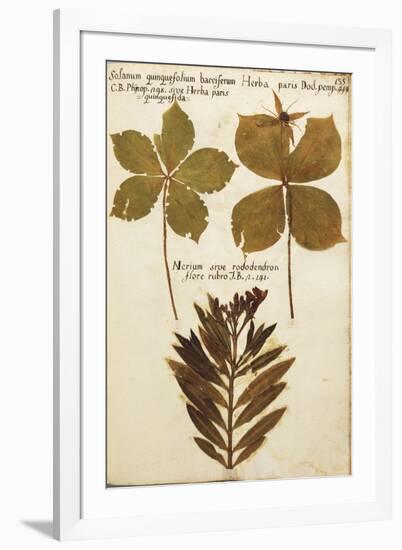 Rhododendron (Solanum Quinquefolium Bacciferum) Leaves-null-Framed Giclee Print