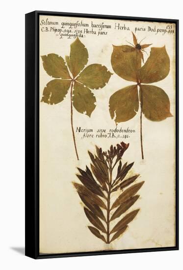 Rhododendron (Solanum Quinquefolium Bacciferum) Leaves-null-Framed Stretched Canvas