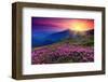 Rhododendron & Summer Mountain-null-Framed Art Print
