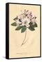 Rhododendron Vintage-Wild Apple Portfolio-Framed Stretched Canvas