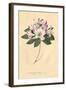 Rhododendron Vintage-Wild Apple Portfolio-Framed Art Print