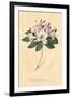 Rhododendron Vintage-Wild Apple Portfolio-Framed Art Print