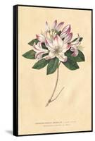 Rhododendron Vintage-Wild Apple Portfolio-Framed Stretched Canvas