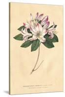 Rhododendron Vintage-Wild Apple Portfolio-Stretched Canvas