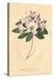 Rhododendron Vintage-Wild Apple Portfolio-Stretched Canvas