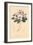 Rhododendron Vintage-Wild Apple Portfolio-Framed Art Print