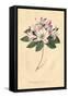 Rhododendron Vintage-Wild Apple Portfolio-Framed Stretched Canvas