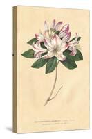 Rhododendron Vintage-Wild Apple Portfolio-Stretched Canvas