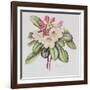 Rhododendron (W/C on Paper)-Margaret Ann Eden-Framed Giclee Print