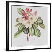 Rhododendron (W/C on Paper)-Margaret Ann Eden-Framed Giclee Print