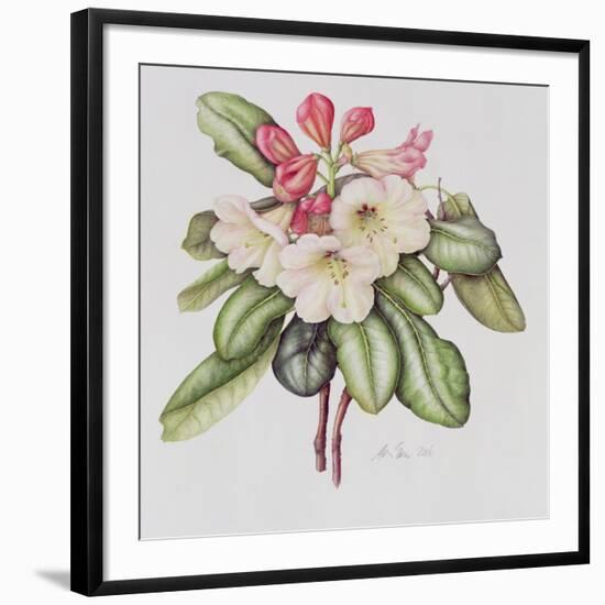 Rhododendron (W/C on Paper)-Margaret Ann Eden-Framed Giclee Print