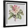 Rhododendron (W/C on Paper)-Margaret Ann Eden-Framed Giclee Print