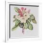 Rhododendron (W/C on Paper)-Margaret Ann Eden-Framed Giclee Print