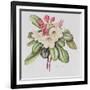 Rhododendron (W/C on Paper)-Margaret Ann Eden-Framed Giclee Print