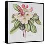 Rhododendron (W/C on Paper)-Margaret Ann Eden-Framed Stretched Canvas