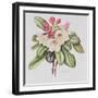 Rhododendron (W/C on Paper)-Margaret Ann Eden-Framed Giclee Print