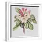 Rhododendron (W/C on Paper)-Margaret Ann Eden-Framed Giclee Print