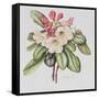 Rhododendron (W/C on Paper)-Margaret Ann Eden-Framed Stretched Canvas