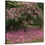 Rhododendron-Bent Rej-Stretched Canvas