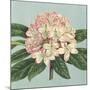 Rhododendron-Sarah E^ Chilton-Mounted Art Print