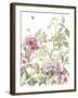 Rhododendron-Janneke Brinkman-Salentijn-Framed Giclee Print